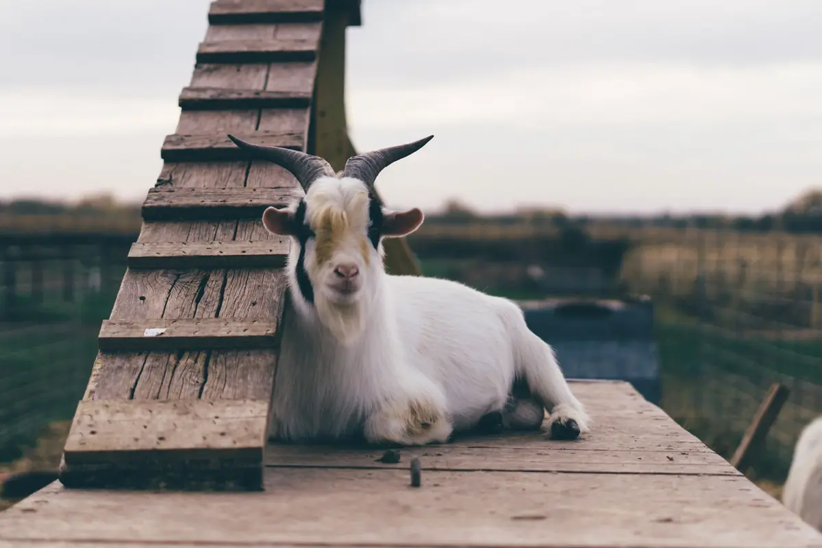 Guide d’adoption de l’animal de ferme