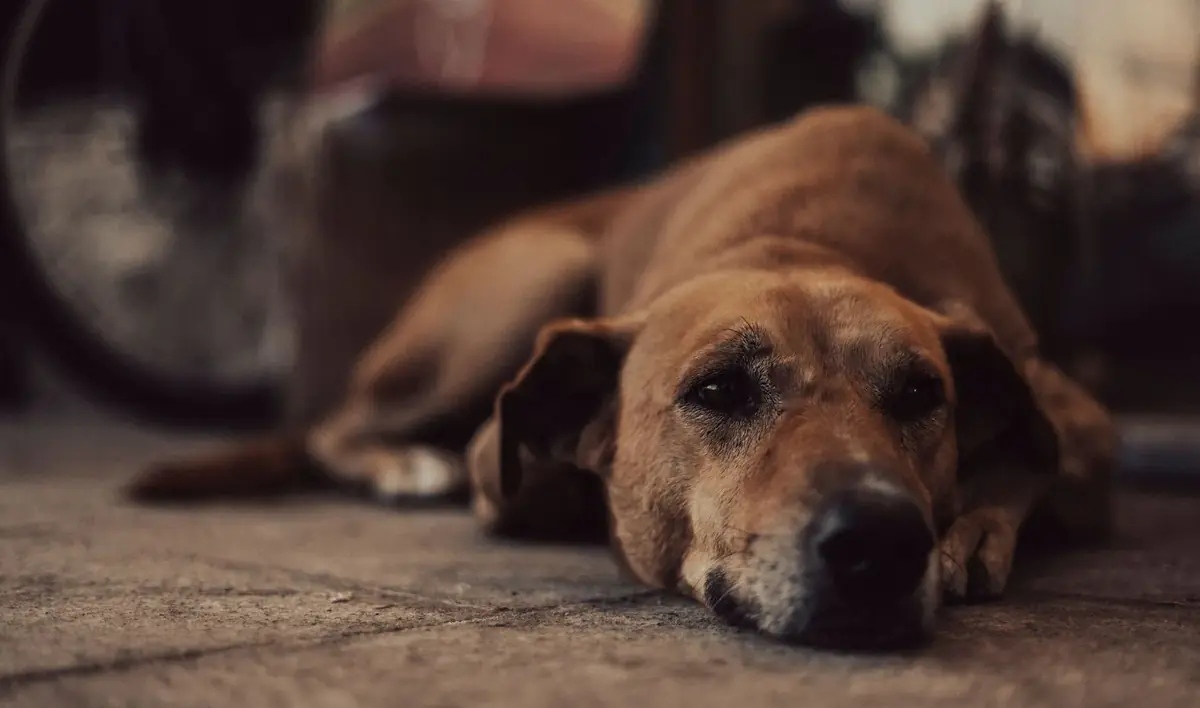 chien abandonn&eacute; en refuge apr&egrave;s que sa famille ait rencontr&eacute; un probl&egrave;me de sant&eacute;