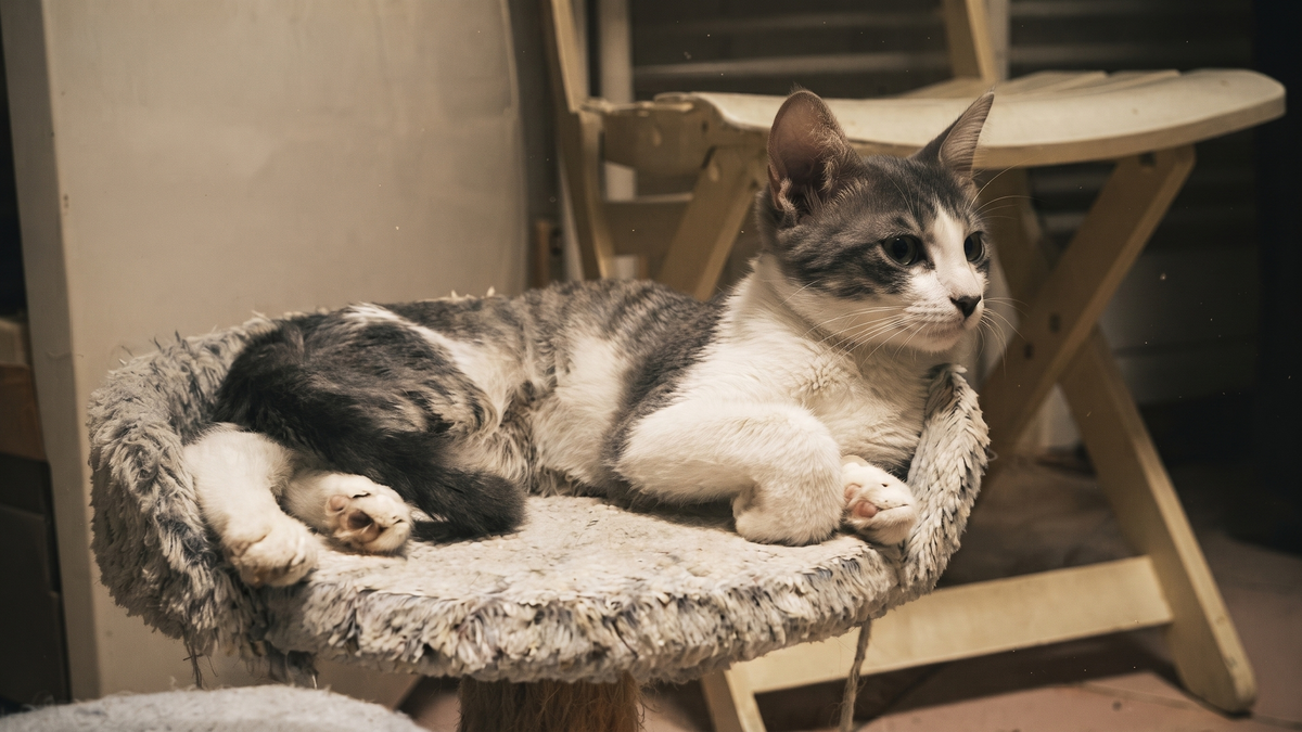 chaton &agrave; adopter dans le Gard aupr&egrave;s d'une association de protection animale