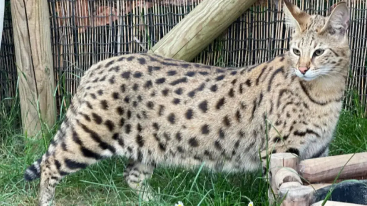 chat Savannah dans un enclos