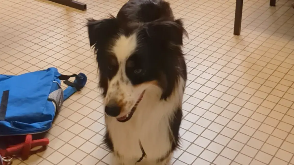 chien de type border collie dans une salle de classe