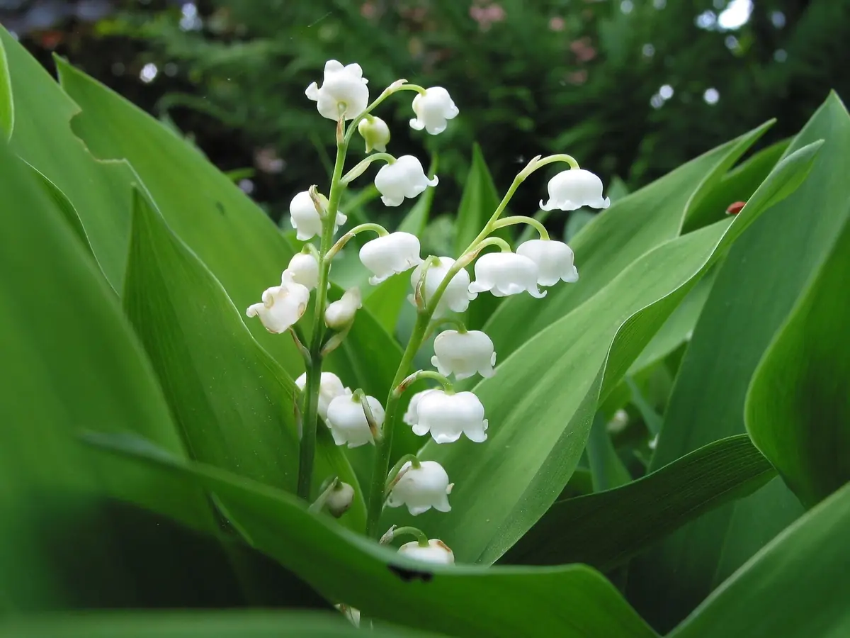 Le muguet : une plante dangereuse pour vos animaux de compagnie