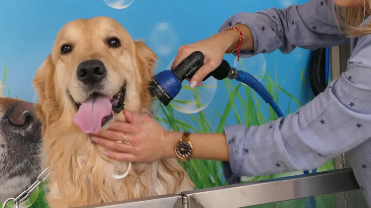 chien golden retriever dans une station de lavage