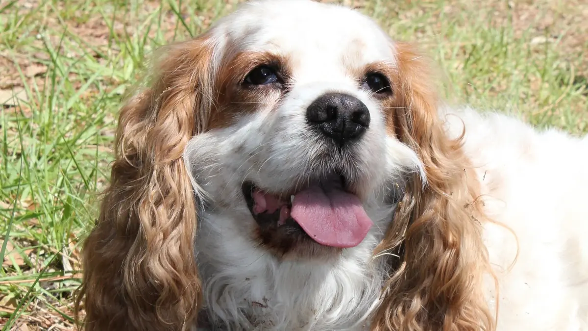 cocker blanc et orange haletant dans l'herbe