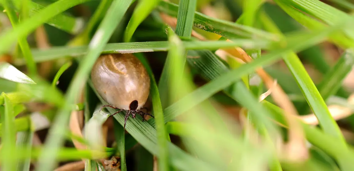 Comment protéger vos animaux des tiques ?