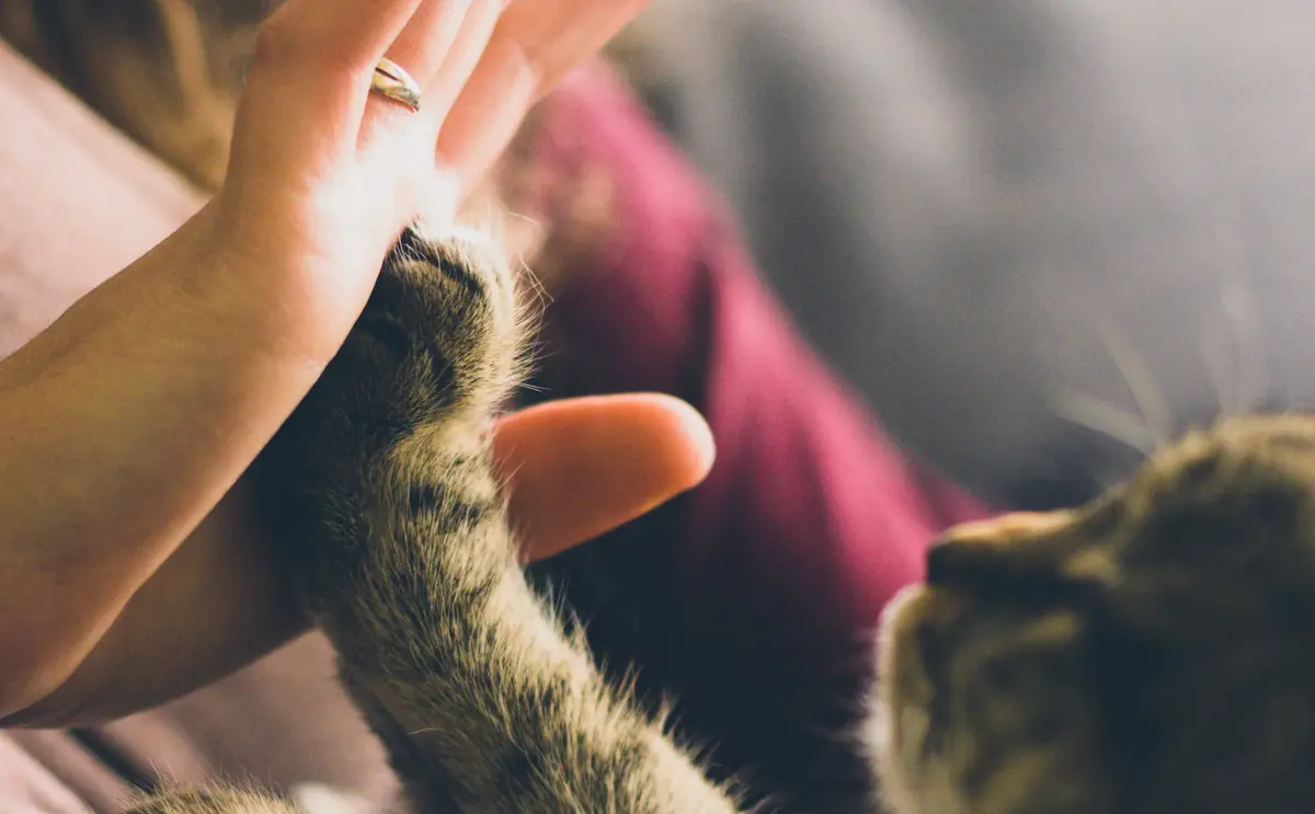 La communication animale : ou comment comprendre et se faire comprendre