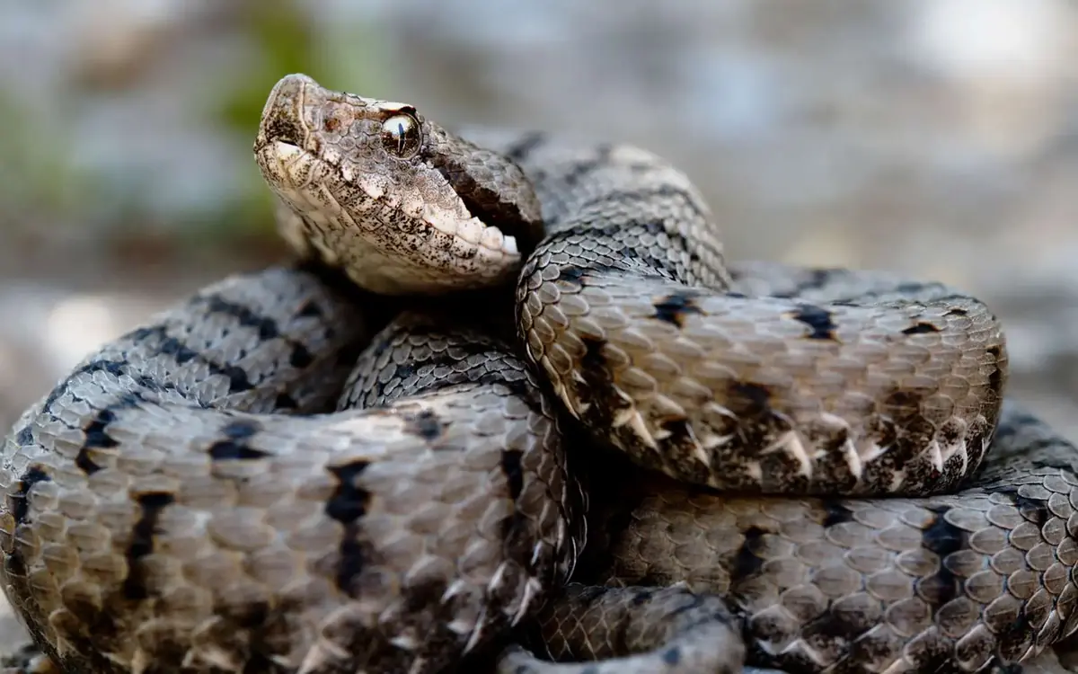 La morsure de serpent chez le chien ou le chat : Que faire ?