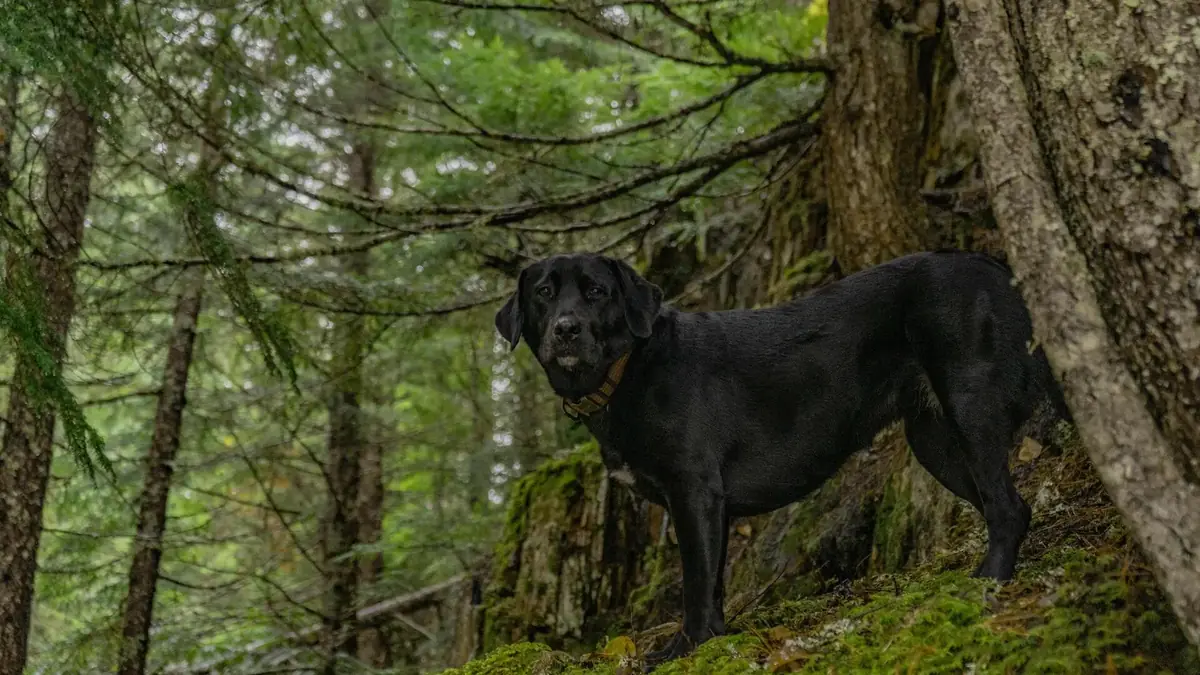 un chien en for&ecirc;t o&ugrave; il y a des tiques