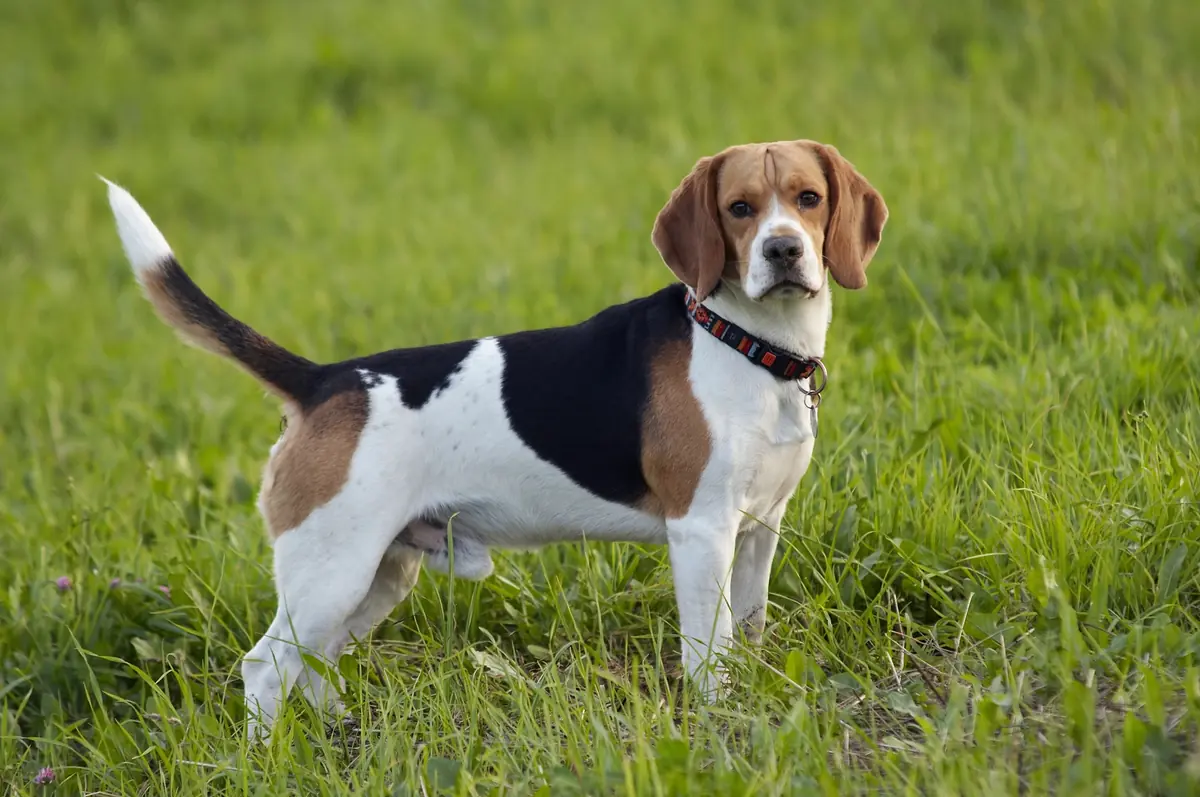 un beagle dans un champs, race de chien robuste