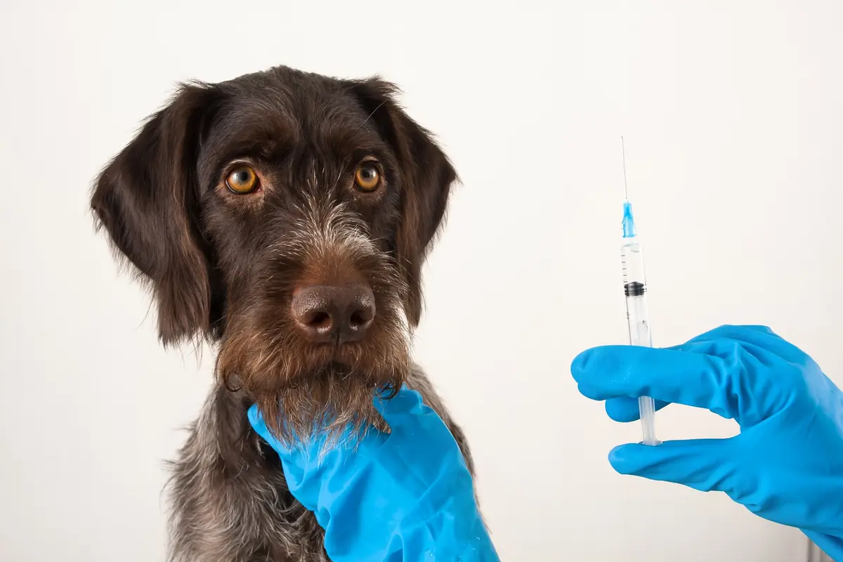La vaccination chez le chien : contre quoi devons-nous le protéger ?