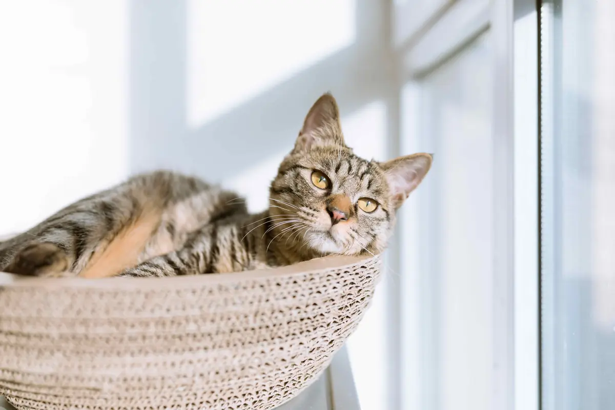 Mon chat peut-il être heureux en appartement ?