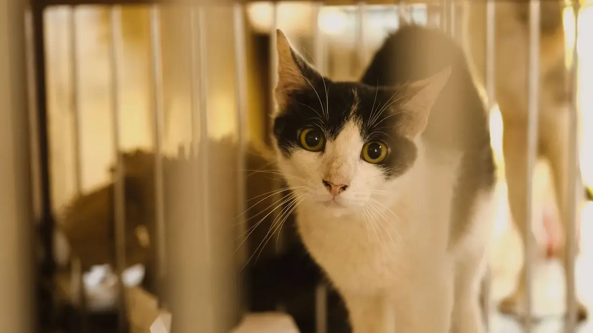 chaton de race abandonn&eacute; et recueilli par une petite association de protection animale