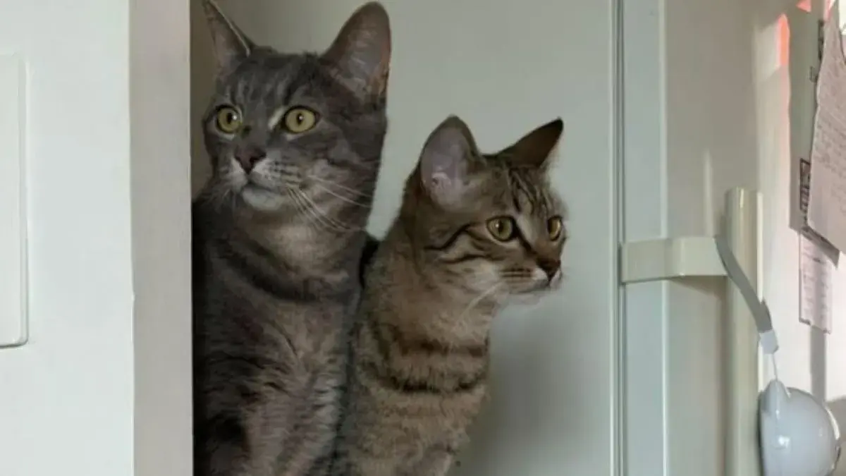 deux chats tigr&eacute;s