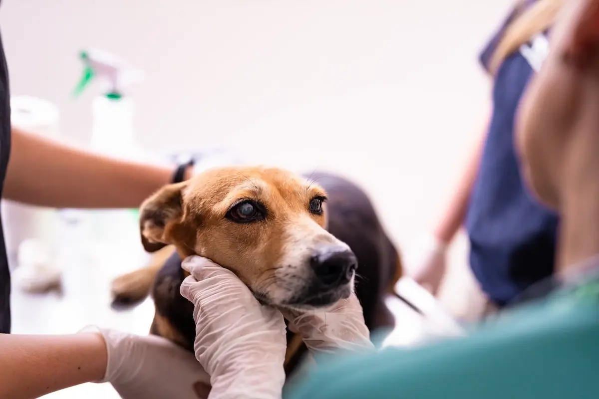 Chien auscult&eacute; par un v&eacute;t&eacute;rinaire