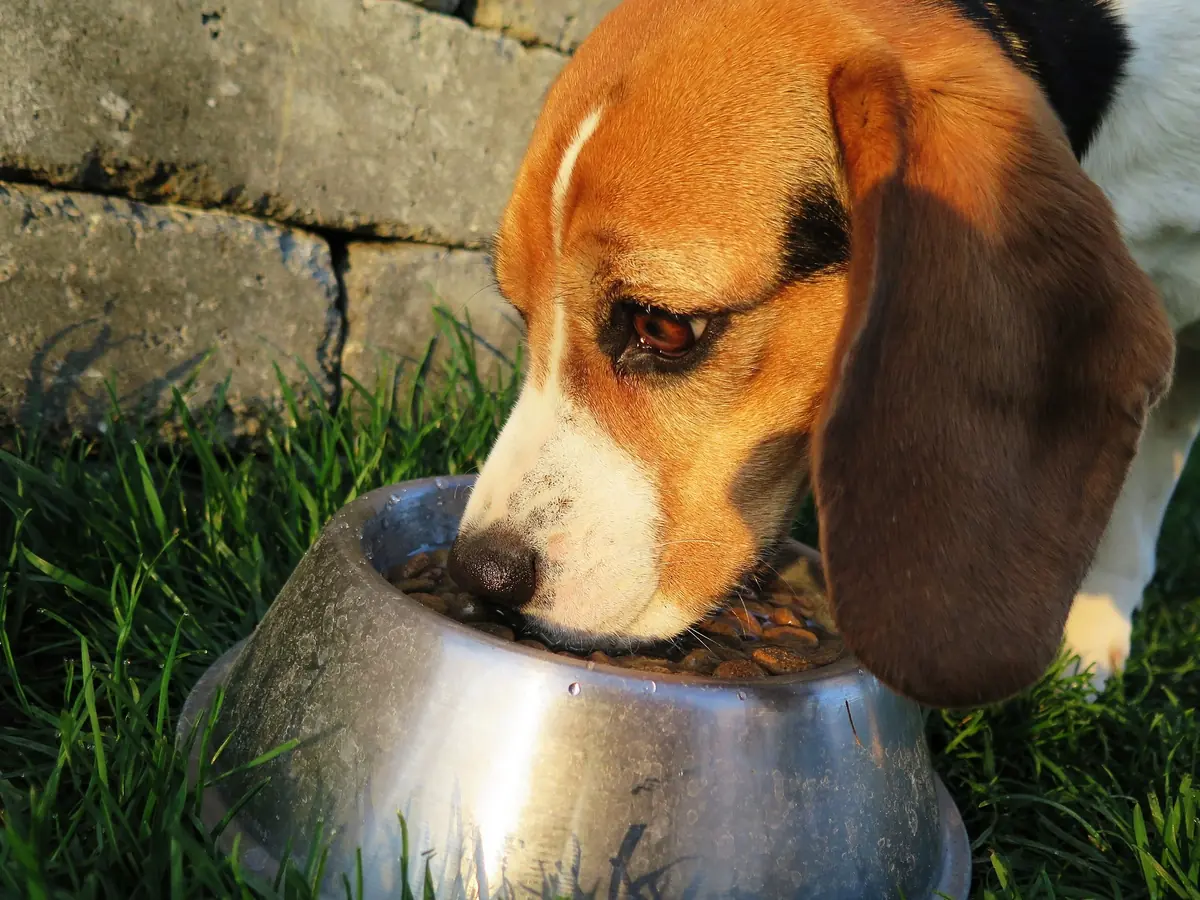 Comment préparer soi-même à manger à son chien ?