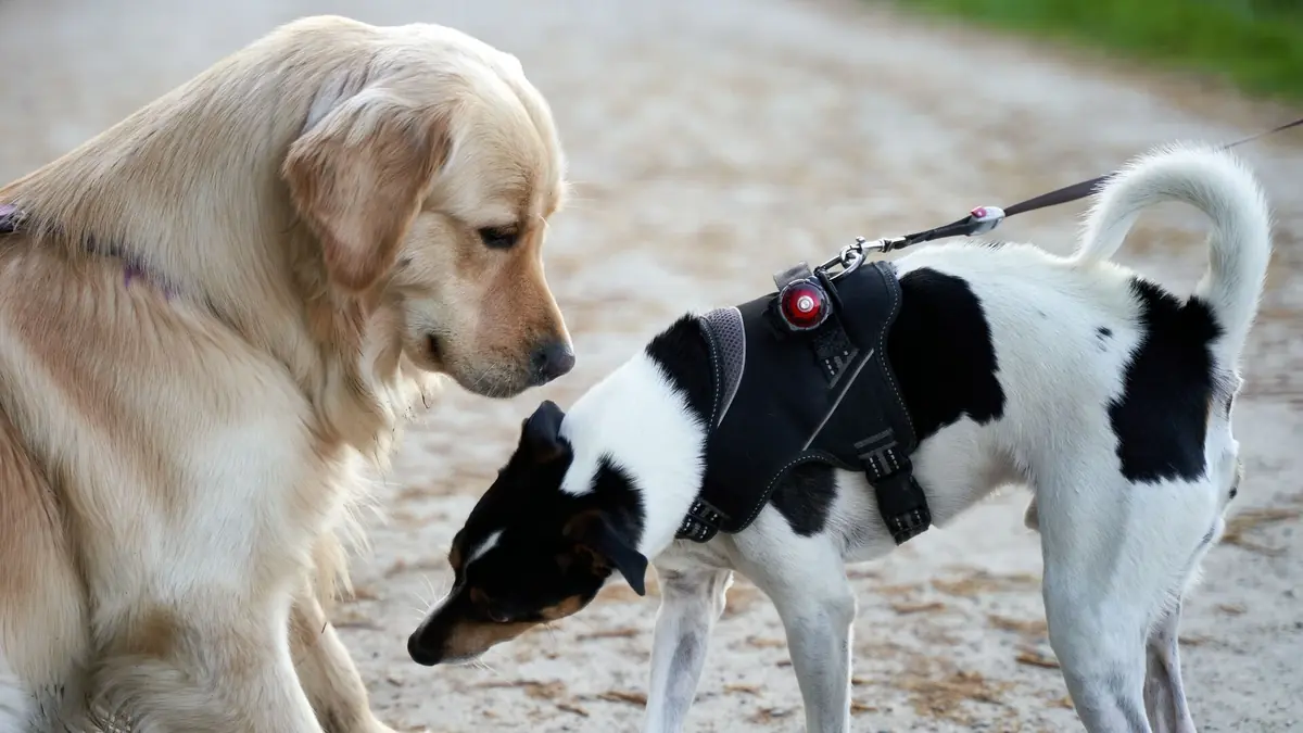 deux chiens qui interagissent en balade