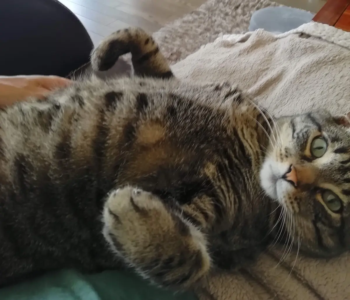 chat tigr&eacute; sur le dos