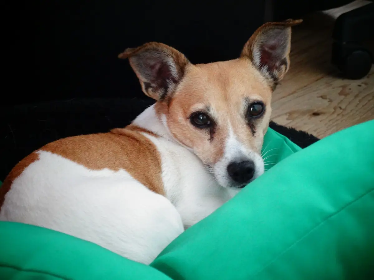 Dysplasie de la hanche chez le chien : causes et solutions