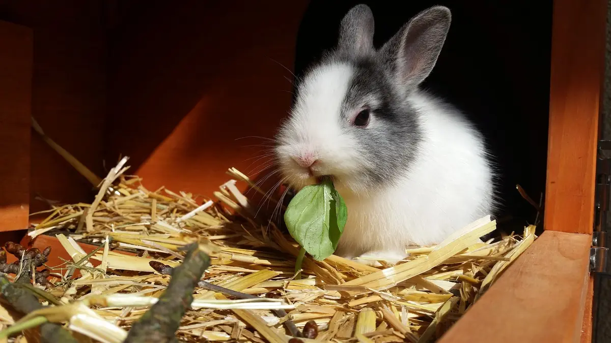 Pourquoi et quand vacciner son lapin ?