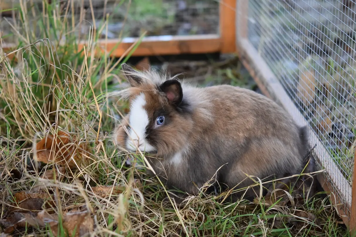 L’occlusion intestinale chez le lapin : une urgence vétérinaire