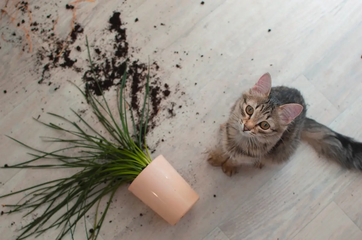 chat assis &agrave; c&ocirc;t&eacute; d'un pot de fleurs qu'il a renvers&eacute; avec de la terre sur le sol