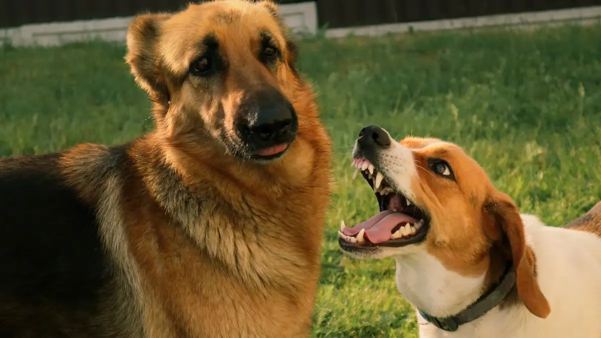 chien aboyant toute la journ&eacute;e et ne s'entendant pas avoir le chien du voisin