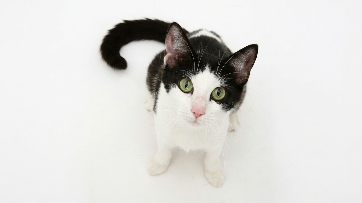 chaton de race qui fait pipi en dehors de sa liti&egrave;re que faire&nbsp;?