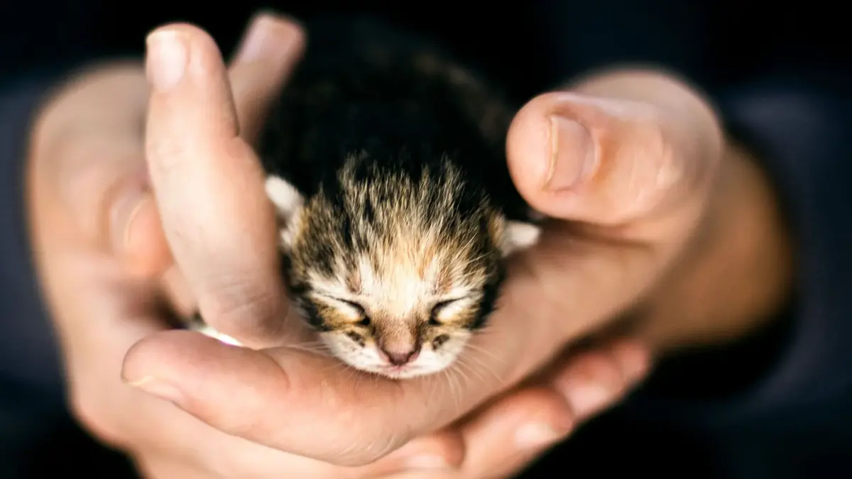 lutter contre la maltraitance animale en ligne