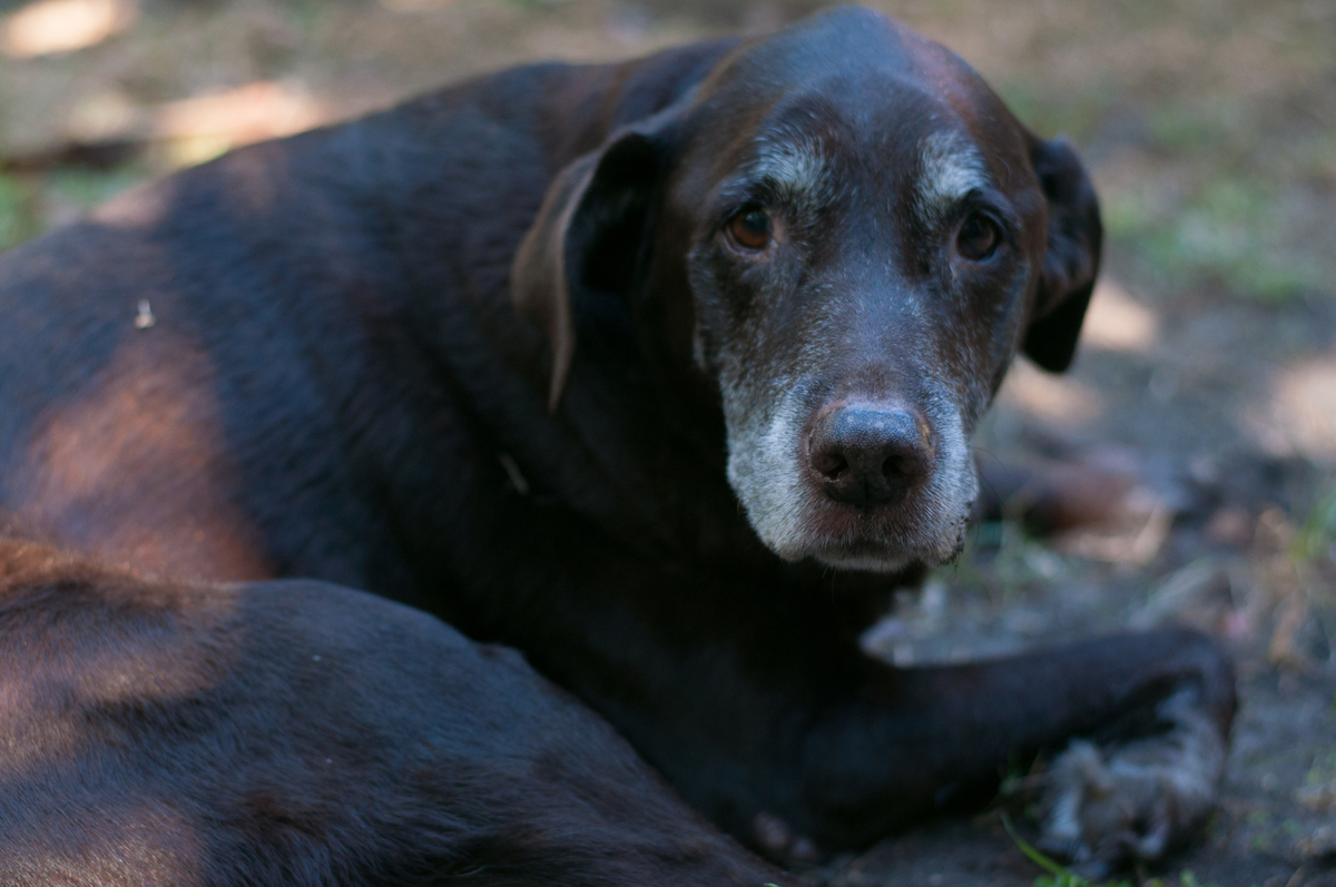 vieux chien noir avec poils blancs