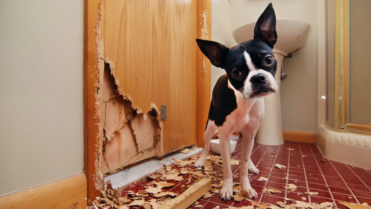 chiot Boston terrier qui d&eacute;truit tout &agrave; la maison