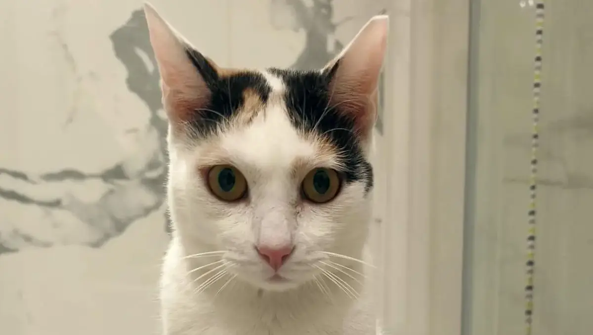 Lola est une chatte de 4 ans, sauv&eacute;e &agrave; Duba&iuml; et &agrave; adopter en France