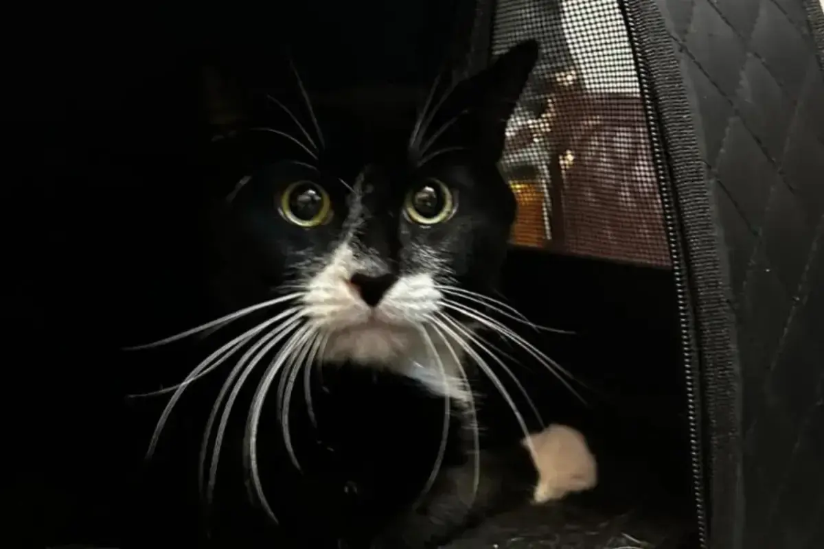 Chat vendu sur Vinted