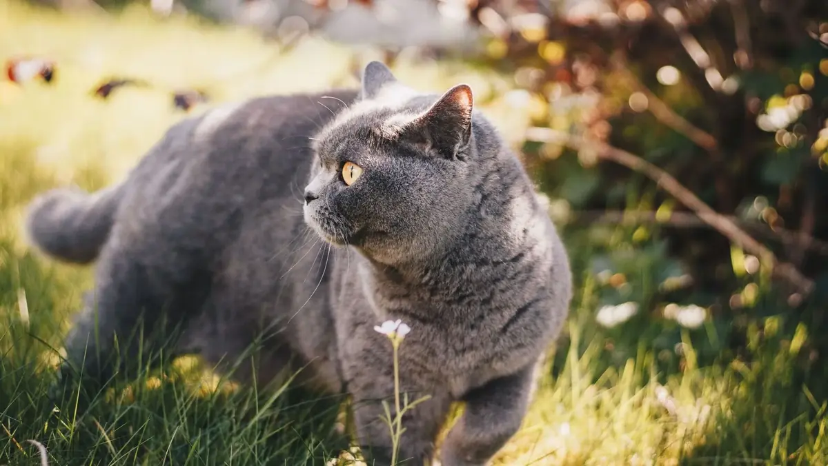 un chat en train de fuguer