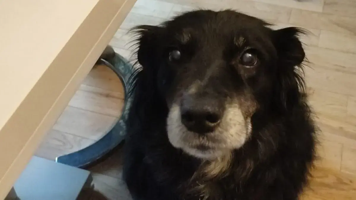 chien de berger noir avec regard suppliant