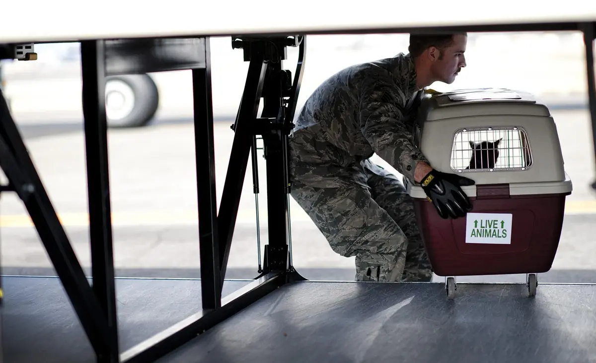 Comment partir en vacances avec son animal ?