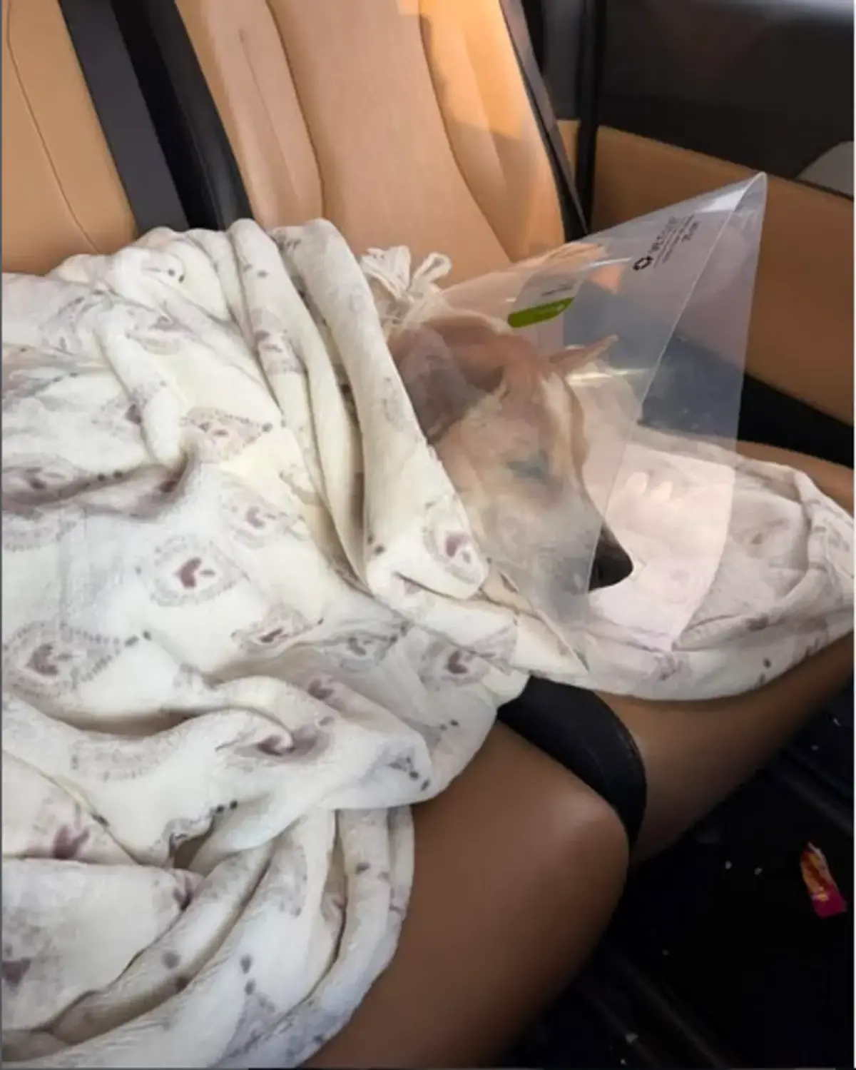 Retrouvailles d'Aloka et des moines bouddhiste de la Marche pour la Paix&nbsp;: la vid&eacute;o &eacute;motion