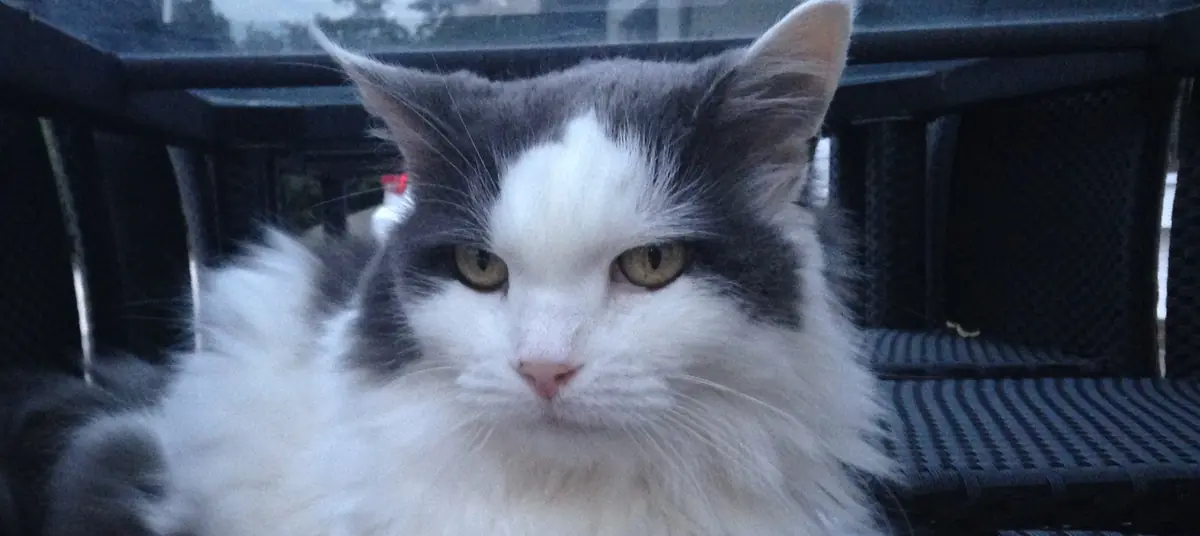 Bilan santé du chat senior