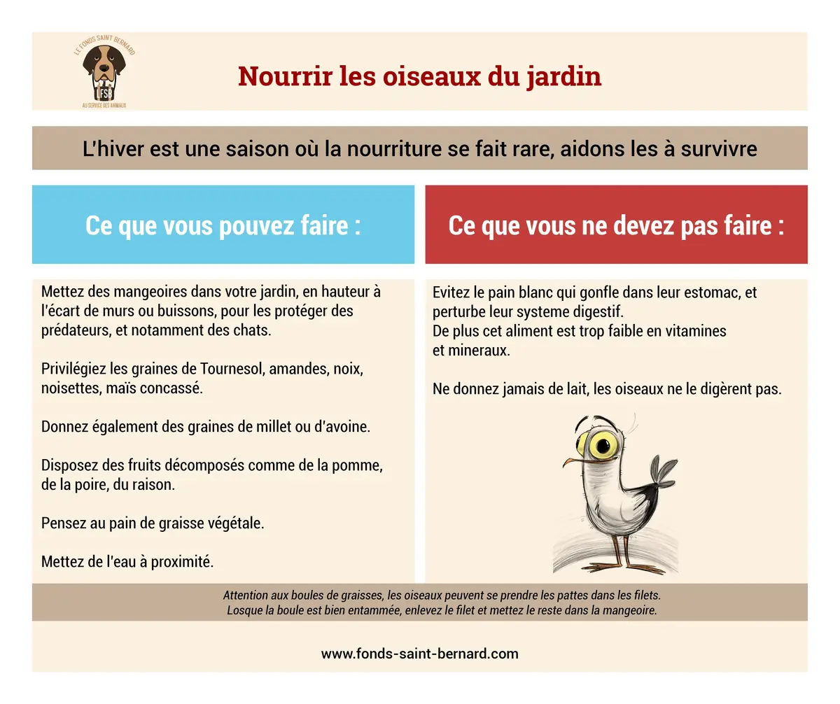 Comment nourrir les oiseaux du jardin en hiver ?
