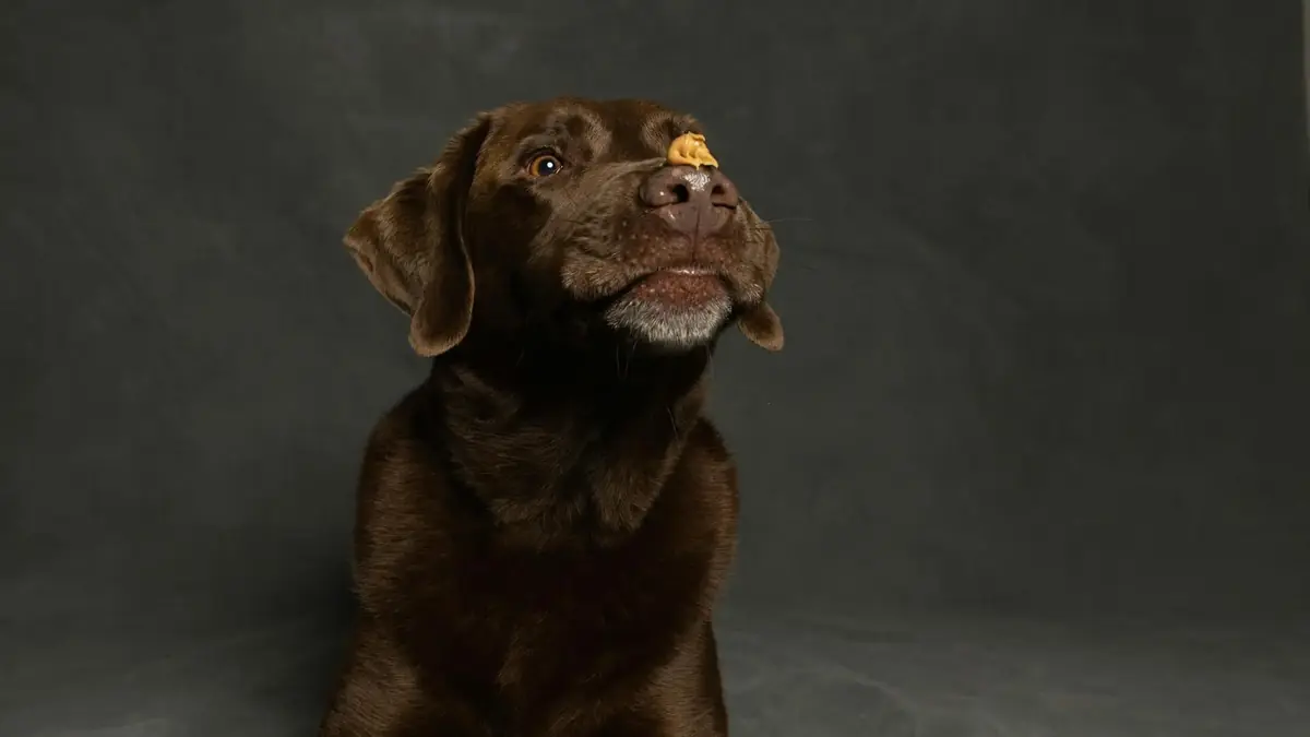 une friandise adapt&eacute;e pour les chiens