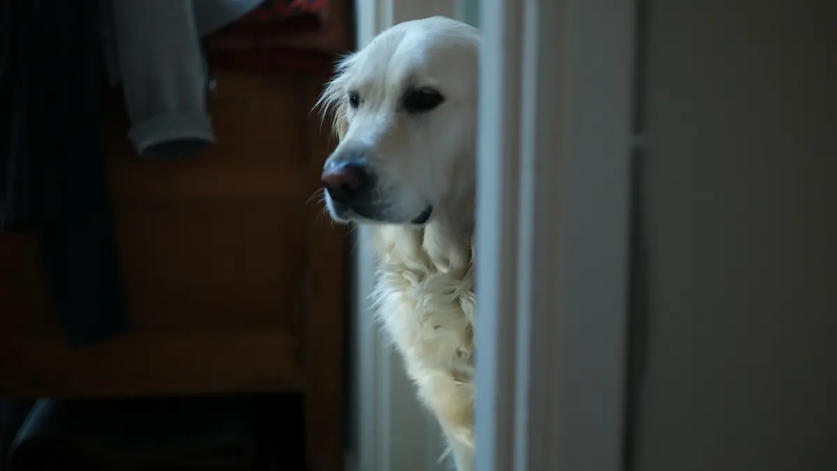 chien golden retriever pr&egrave;s d'une porte