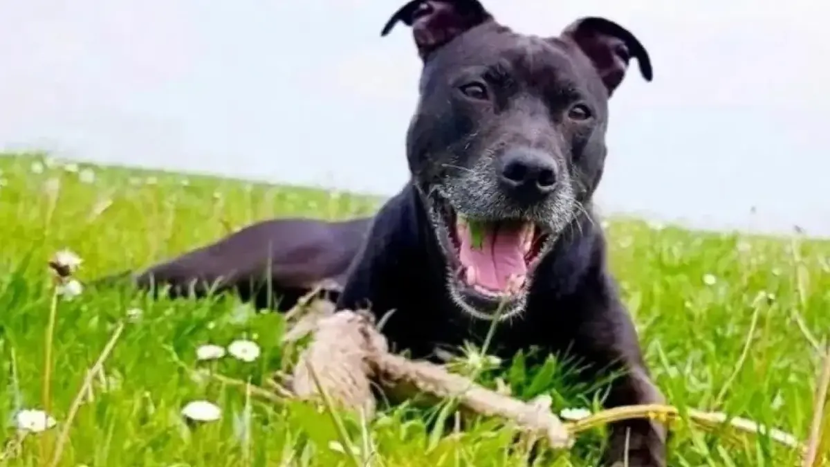 chien American Pit Bull Terrier