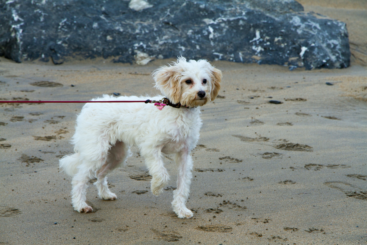 Les causes de boiteries chez le chien