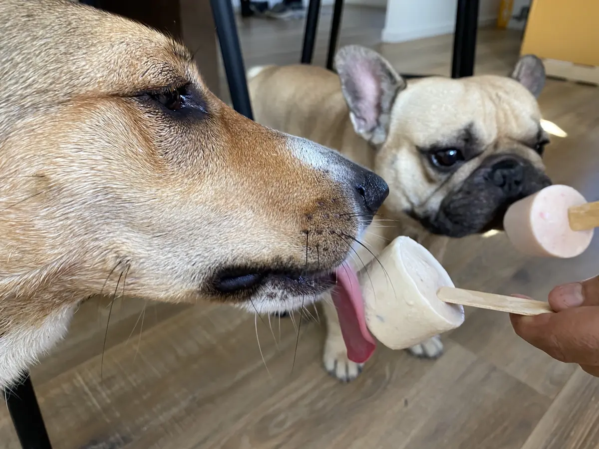 DIY Comment préparer une glace (ou friandise glacée) pour mon chien ou mon chat !