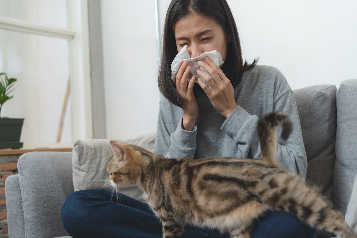 Avoir un chat quand on est allergique : quelles solutions ?