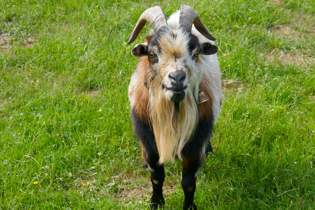 7 Conseils pour bien accueillir des chèvres
