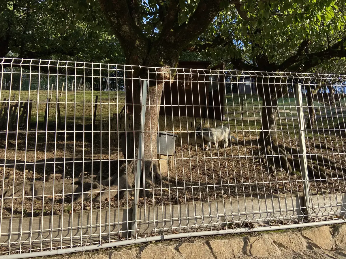 7 Conseils pour bien accueillir des chèvres