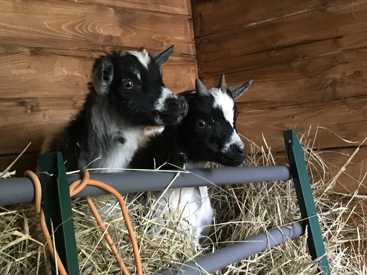 7 Conseils pour bien accueillir des chèvres