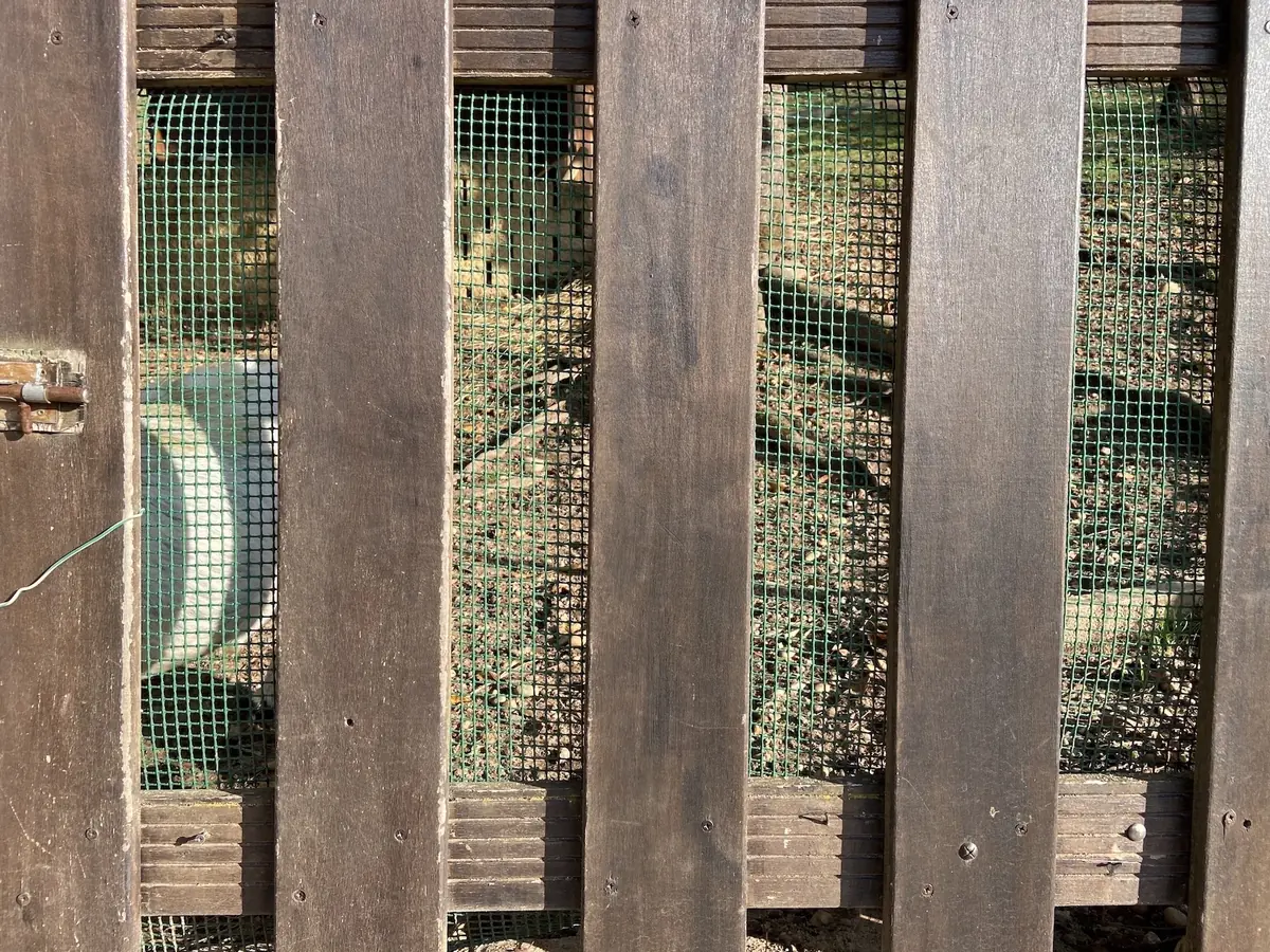 7 Conseils pour bien accueillir des chèvres