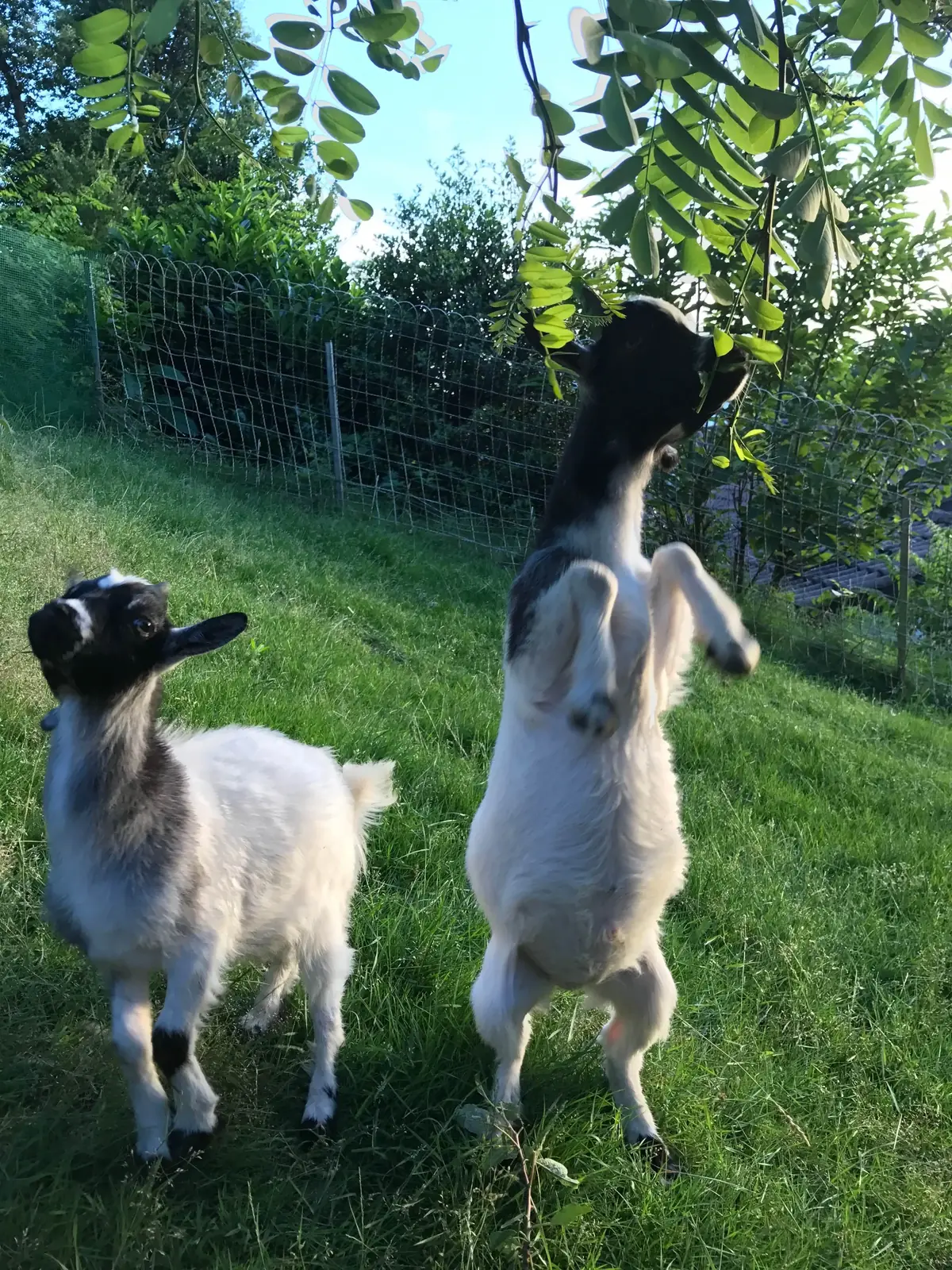 7 Conseils pour bien accueillir des chèvres