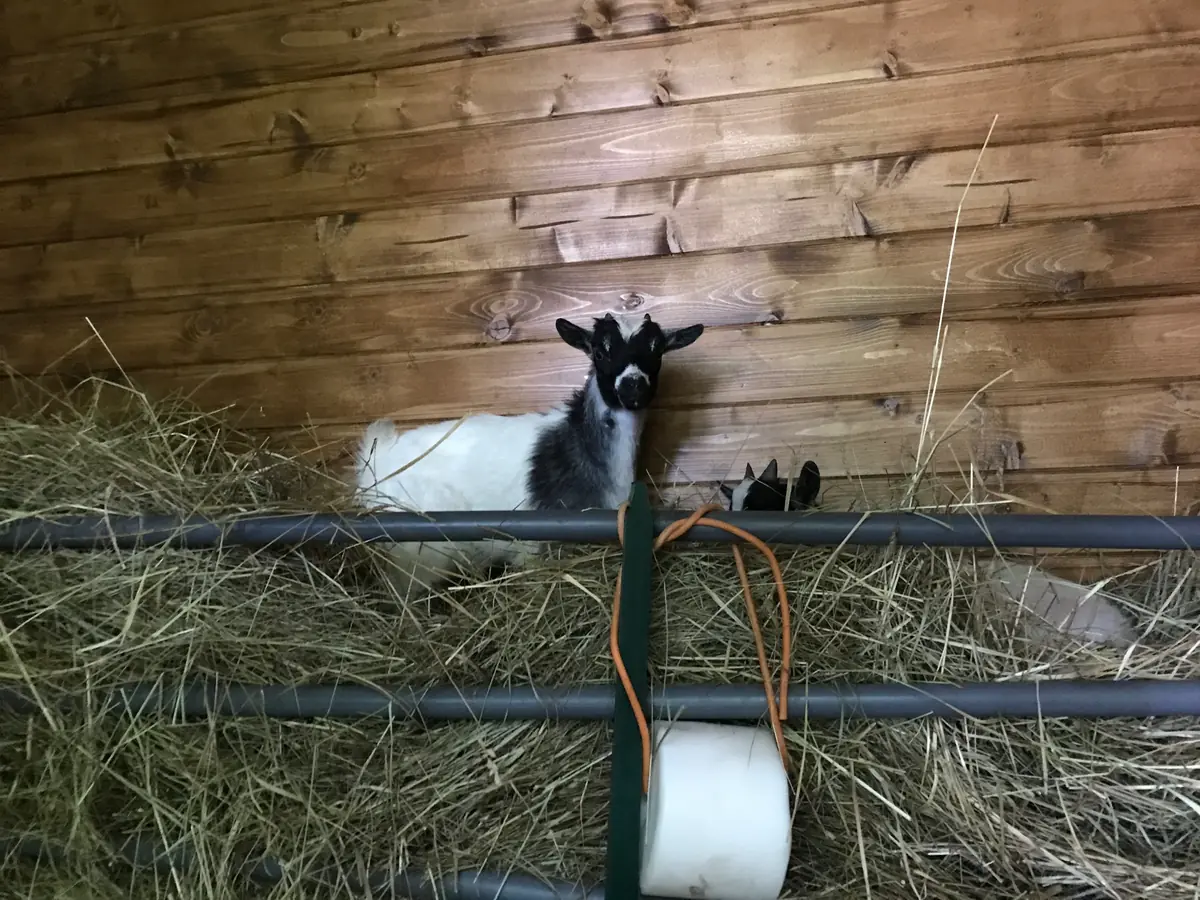 7 Conseils pour bien accueillir des chèvres